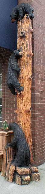 Bears Climing Tree